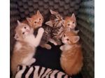 Regalo gattine