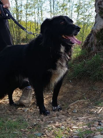 JACK dolcissimo e socievolissimo CAGNOLINO IN ADOZIONE - Foto 3