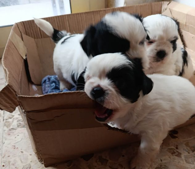 cucciola shitzu al 90% - Foto 4