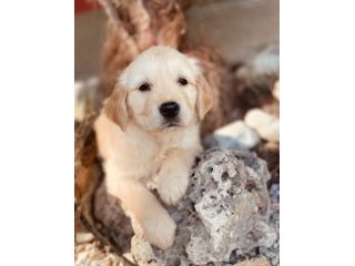 Cuccioli di Golden Retriever