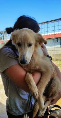CUCCIOLO IN ADOZIONE: CECCO - Foto 3