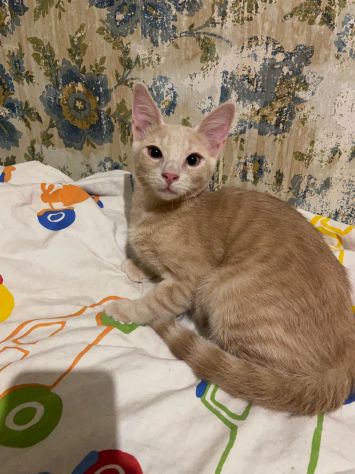 Cremino, cucciolo cerca famiglia - Foto 4