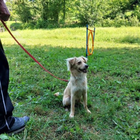 Educatore Cinofilo ENCI e Dog Sitter qualificato offre consulenze - Foto 8