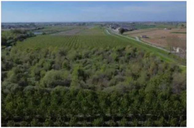 Immobile in asta di 29309 m² in vendita a Cerea - Foto 3