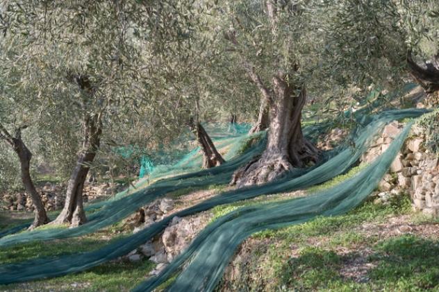 Terreno uliveto Lavadore