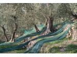 Terreno uliveto Lavadore