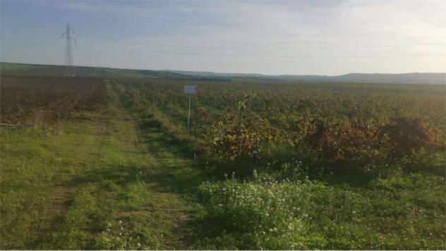 Terreno Favarotta - Vigneto in località Favarotta Trapani
