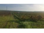 Terreno Favarotta - Vigneto in località Favarotta Trapani