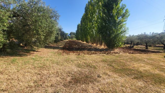 TERRENO AGRICOLO RIF. T1/2494 - Foto 4