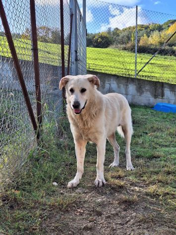 ORSO MAGNIFICO CARATTERE CANE IN ADOZIONE - Foto 2
