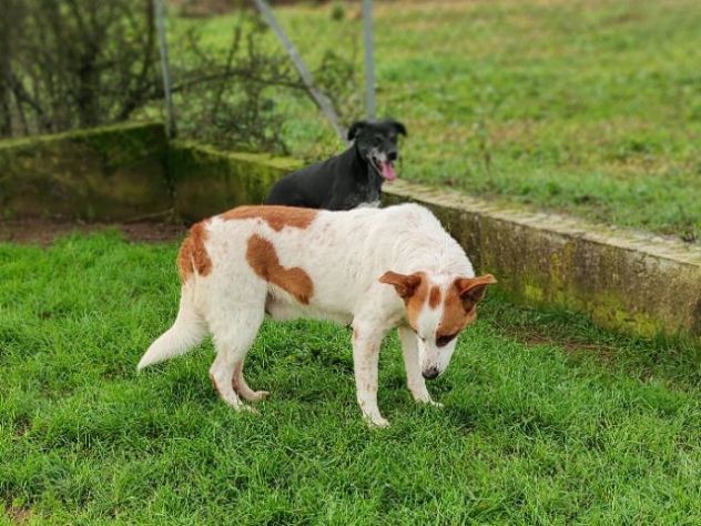 FRISBEE, cane in adozione. - Foto 2