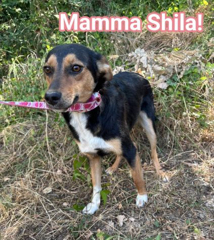 DIANA E SHILA  CAGNOLINE IN ADOZIONE - Foto 4