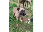 Pastore Belga Malinois cuccioli a Bari in Puglia