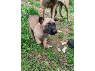 Pastore Belga Malinois cuccioli a Bari in Puglia