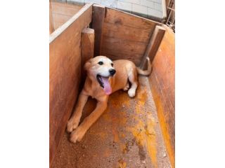 BERRY, BAMBI, BRUNO, BOWIE E BOLT, 6 MESI CERCANO CASA!