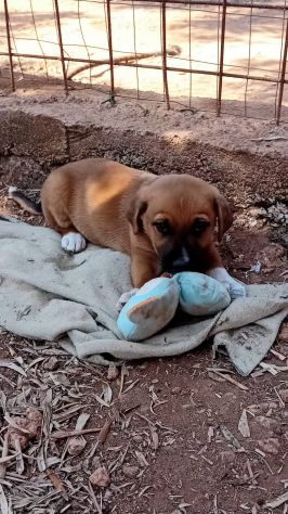 TURBO, 2 MESI E MEZZO (10/4/25), BUTTATO IN STRADA SENZA PIETÀ, CERCA CASA! - Foto 2