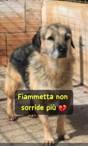 FIAMMETTA 3 ANNI 13/15 KG CIRCA - Foto 2