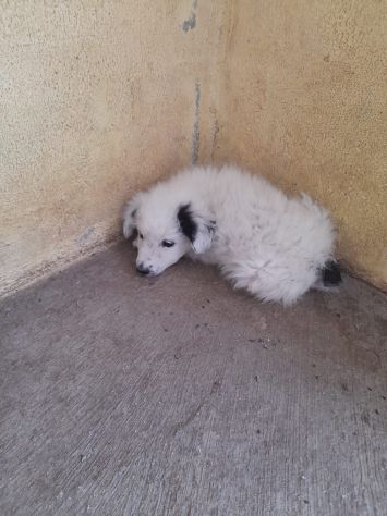 CUCCIOLI 2 MESI TAGLIA MEDIA IN CANILE - Foto 7