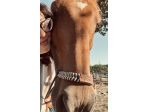 Aiuto gestione animali