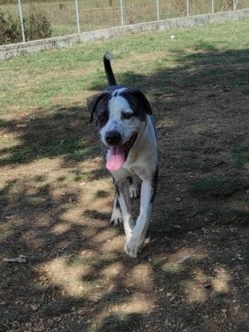 CANE IN ADOZIONE: MAX - Foto 9
