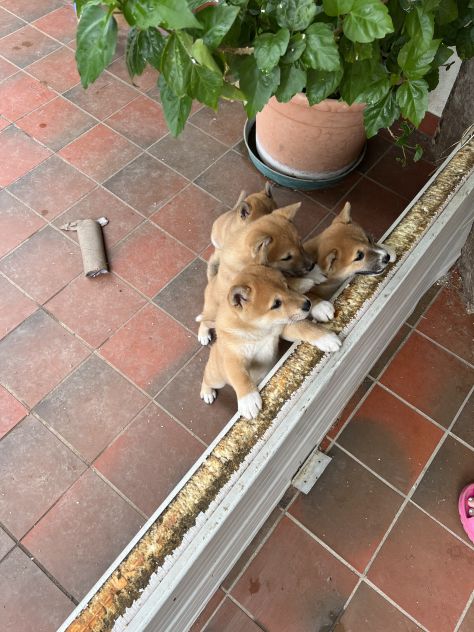 Cuccioli di Shiba Inu - Foto 2