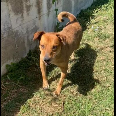 VICTOR TIMIDO E TRANQUILLO, CAGNOLINO IN ADOZIONE - Foto 3