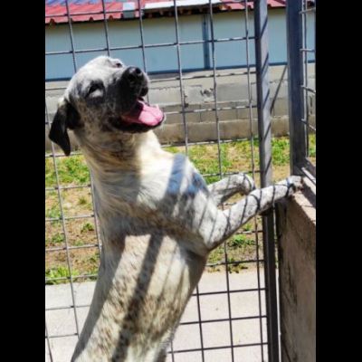 JAGO GIOCHERELLONE ED ALLEGRO CANE IN ADOZIONE - Foto 6