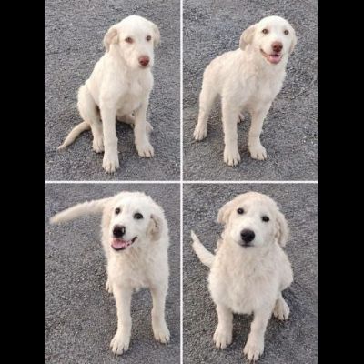 MERAVIGLIOSI CUCCIOLI IN ADOZIONE