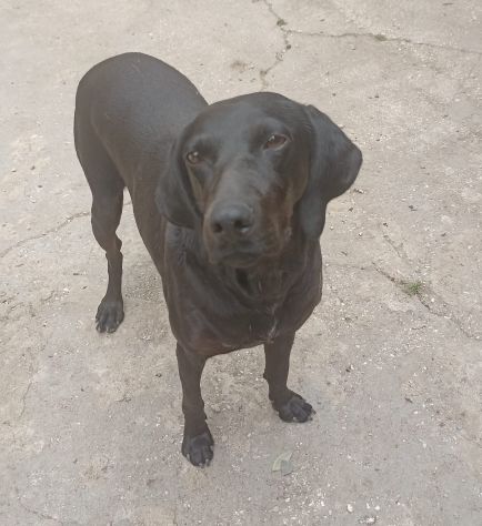 Giuditta - Foto 8