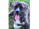 CANE IN ADOZIONE: ZENO, nato a marzo 2022