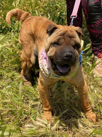 Anita simil Shar pei in adozione - Foto 10