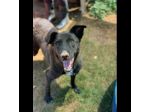 L' ESASPERAZIONE DI LEO, SIMIL LABRADOR, CANE IN ADOZIONE