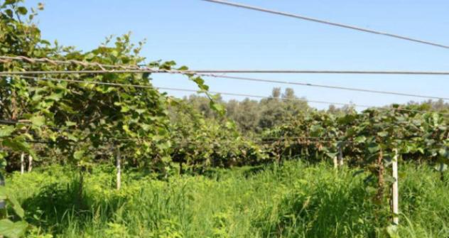Immobile in asta di 7 m² in vendita a Cittanova - Foto 4