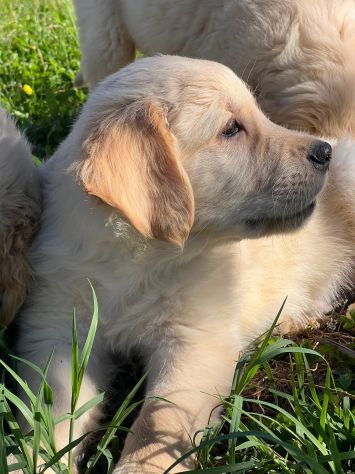 GOLDEN RETRIEVER CUCCIOLI COLOR CREMA - Foto 4