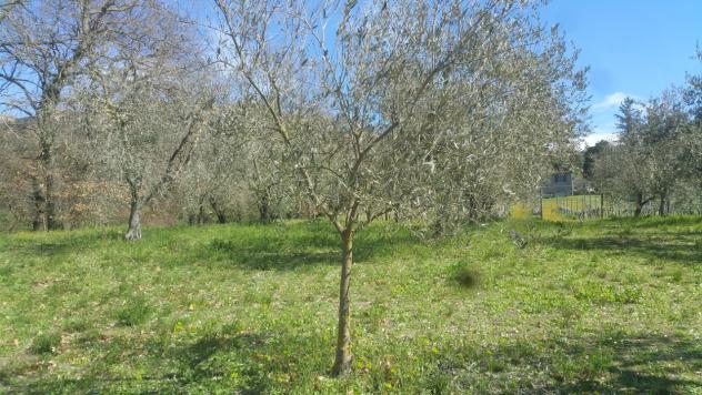 Seminativo in vendita a Lugnano in Teverina - Foto 9
