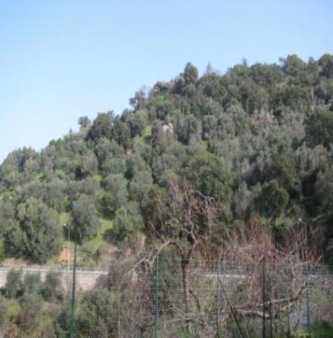 Immobile in asta di 3964 m² in vendita a Monte Argentario - Foto 3