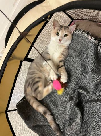 BONNIE, 6 mesi, dolce come il miele - Foto 4