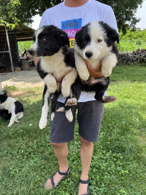 Cuccioli di Border Collie (solo maschietti) - Foto 6