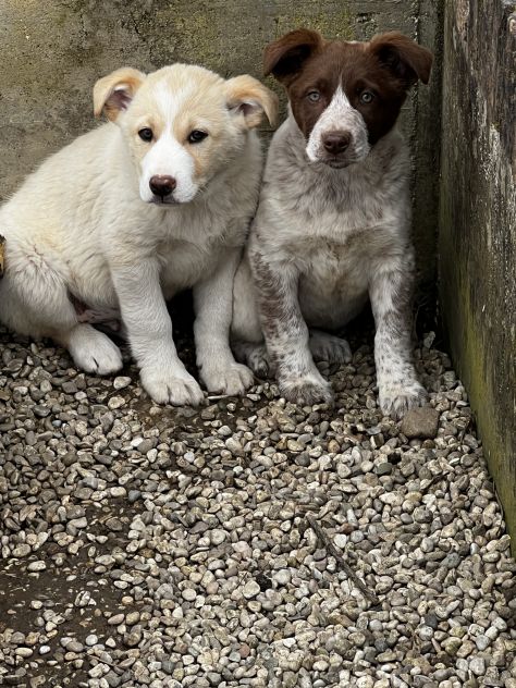 Cuccioli di Simil Australian Cattle Dog - Foto 3