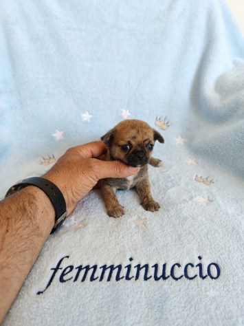 Cuccioli di chihuahua Toy - Foto 4