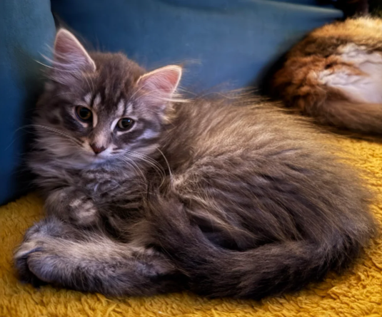 Adorabili gattini norvegese delle foreste