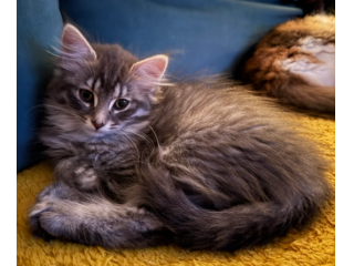 Adorabili gattini norvegese delle foreste