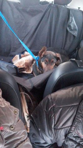 HUBERT, splendido mix Pastore Tedesco e Dobermann - Foto 3