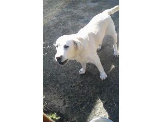 Labrador puro senior