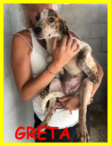 DOLCI CUCCIOLE ABBANDONATE E SPAVENTATE CERCANO CASA - Foto 10