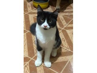 Ciro gattino