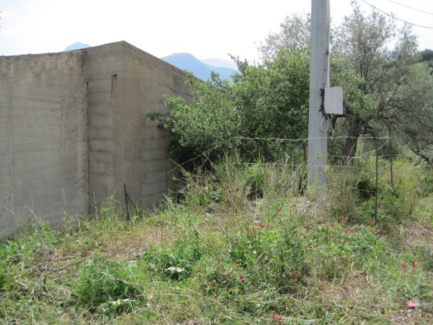 Terreno con uliveto Collesano (PA) - Foto 4