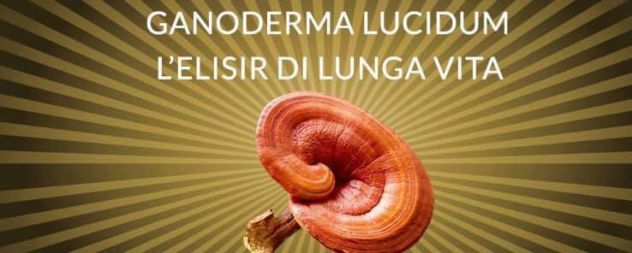 Ganoderma Lucidum / Reishi