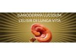 Ganoderma Lucidum / Reishi