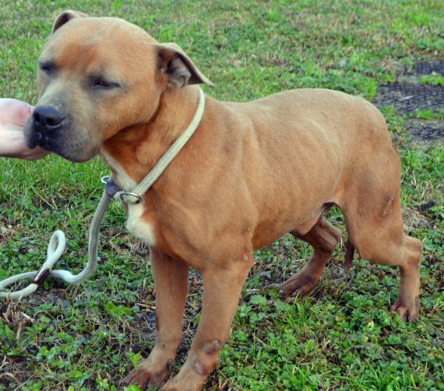 Cesare Amstaff - Foto 4